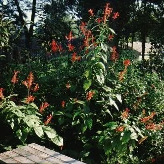 thumbnail for publication: Odontonema strictum Firespike
